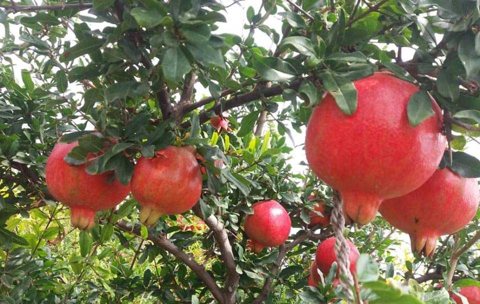 Pomegranate Farm