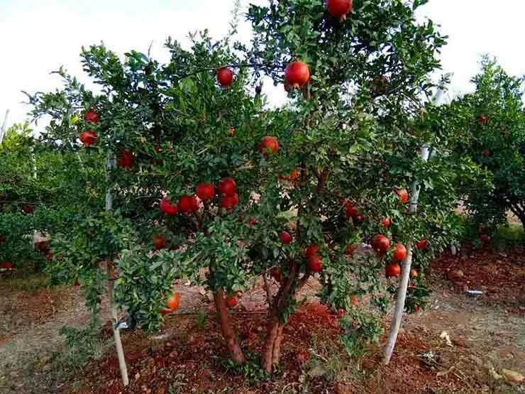 Pomegranate Farm